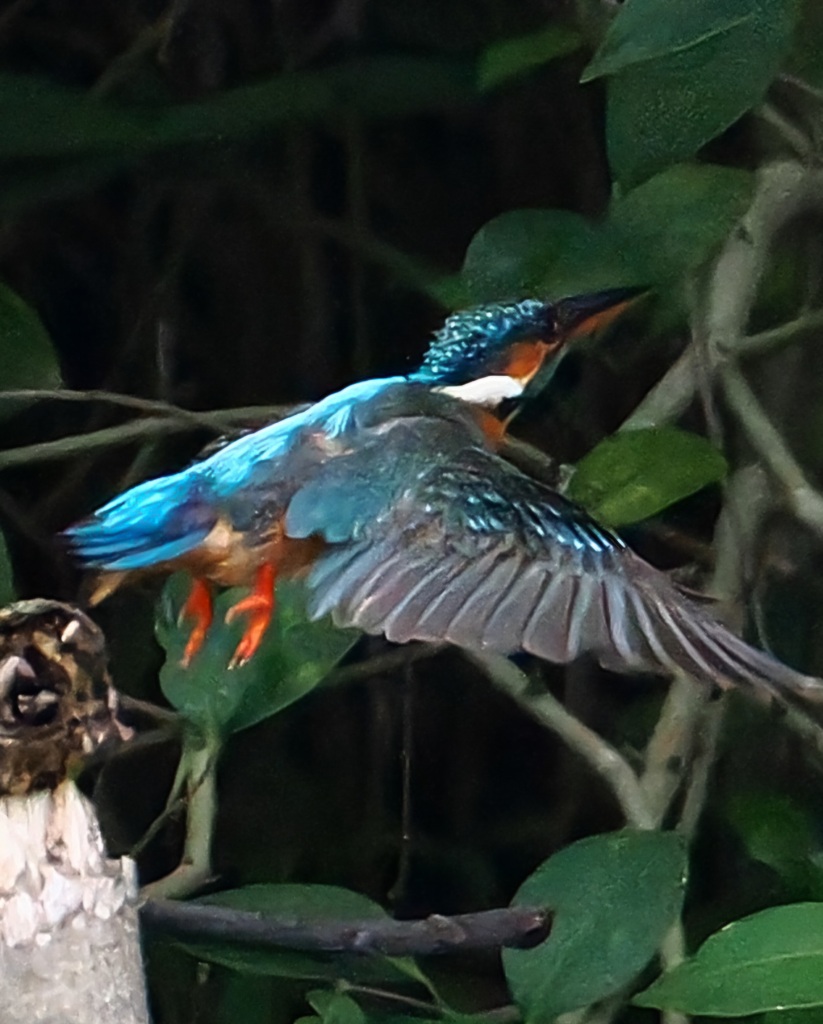 カワセミ