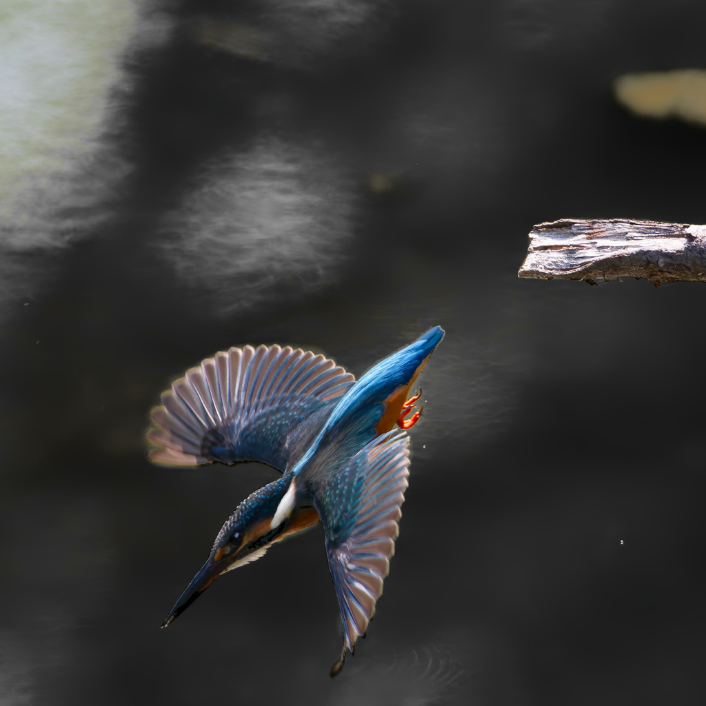 カワセミ