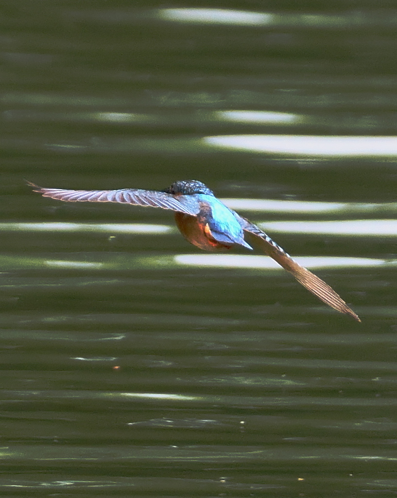カワセミ