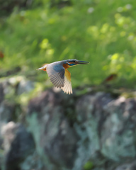 カワセミ