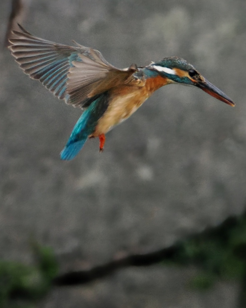 カワセミ