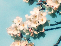 桜花爛漫