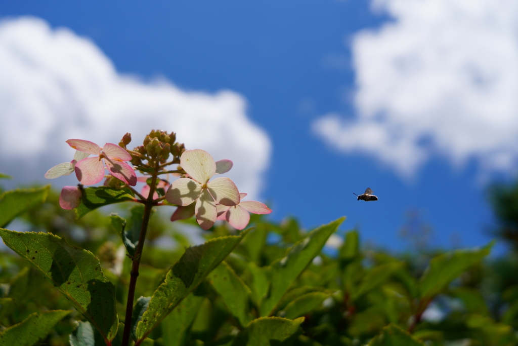 きれいな花には蜜がある