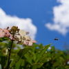 きれいな花には蜜がある