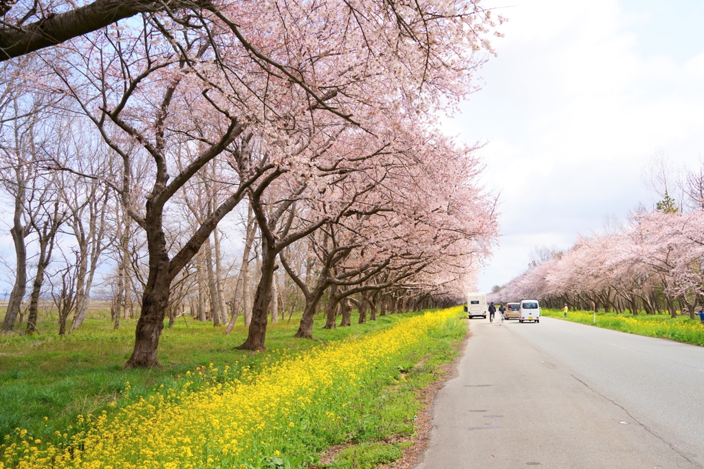 大潟村桜と菜の花ロード3