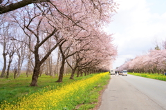 大潟村桜と菜の花ロード3