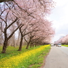 大潟村桜と菜の花ロード3