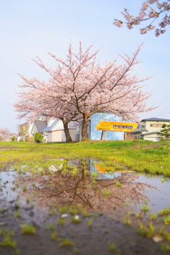 身近なトコにも桜リフレクション