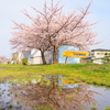 身近なトコにも桜リフレクション