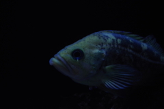暗闇に潜む者