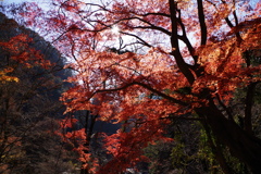 いつかの紅葉