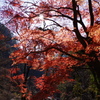 いつかの紅葉