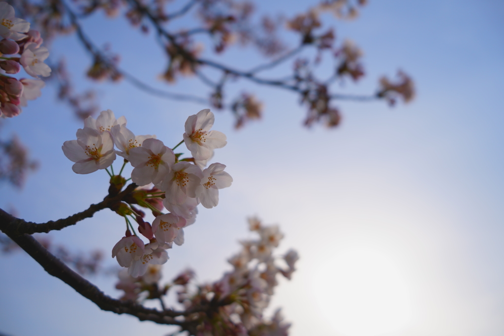 近所の桜