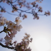 近所の桜
