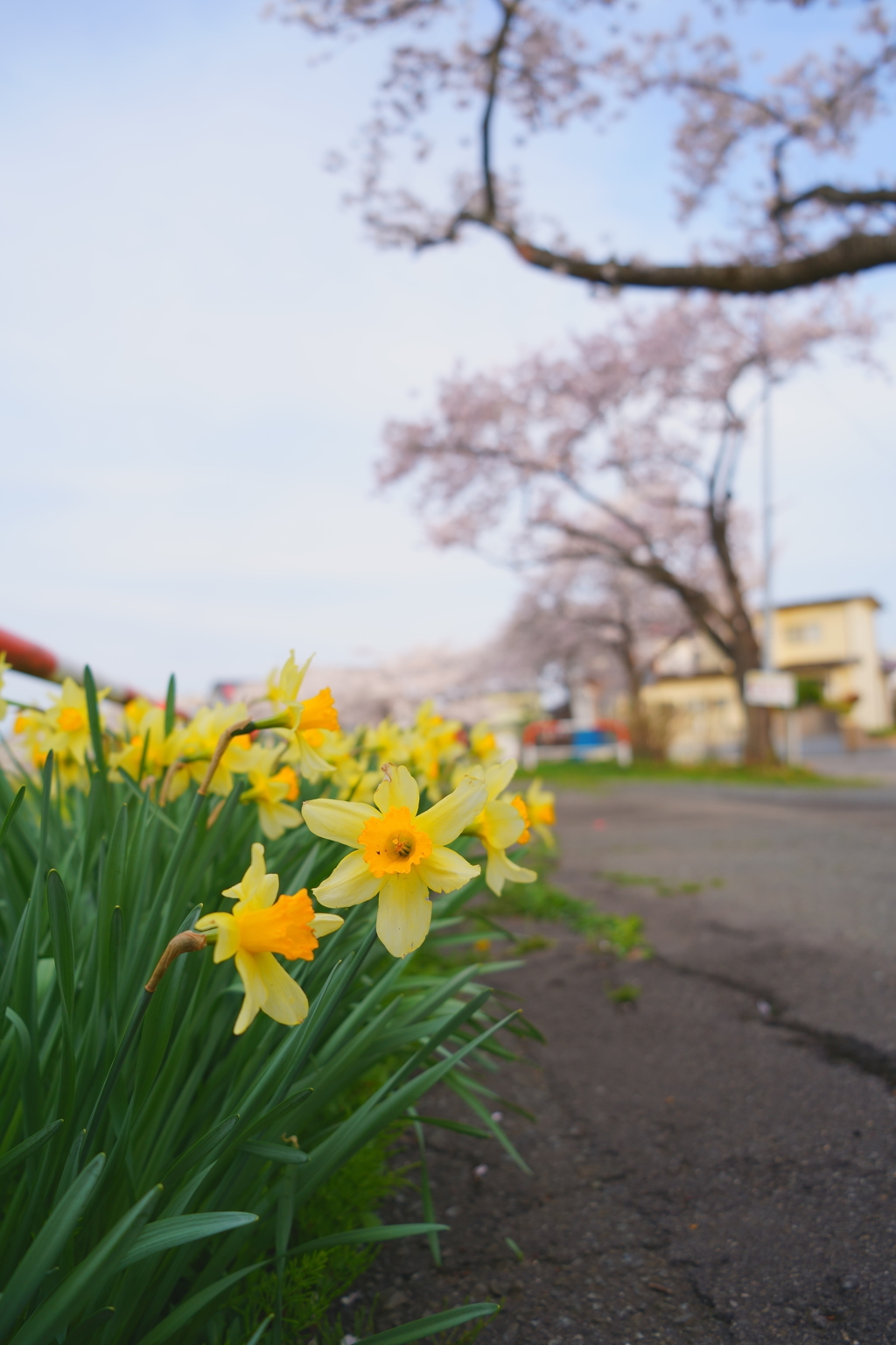 桜の下の名脇役