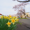 桜の下の名脇役