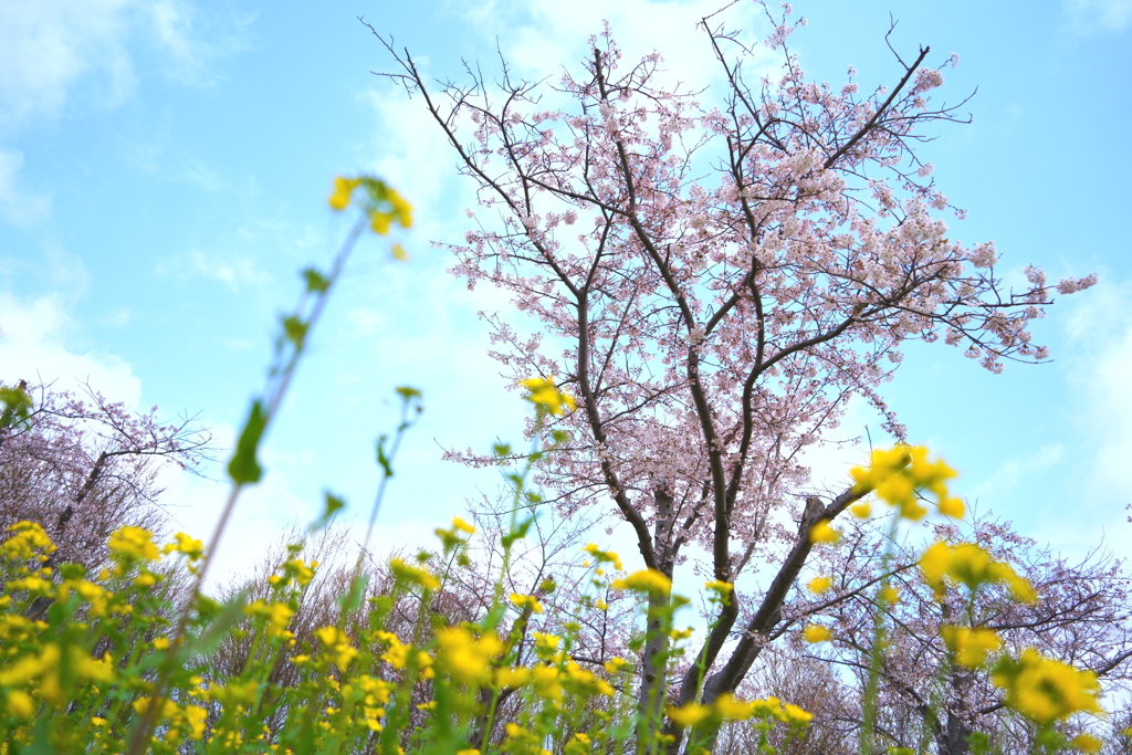 大潟村桜と菜の花ロード1