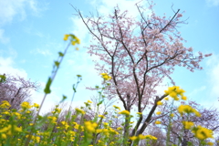 大潟村桜と菜の花ロード1