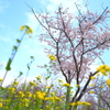 大潟村桜と菜の花ロード1