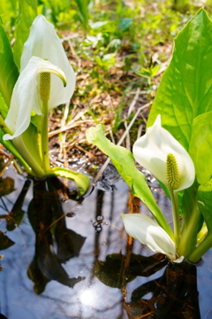 水芭蕉と穏やかな水面