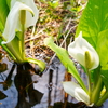 水芭蕉と穏やかな水面