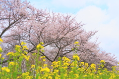 大潟村桜と菜の花ロード2