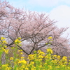 大潟村桜と菜の花ロード2