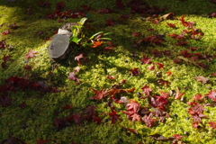 ワビサビの紅葉