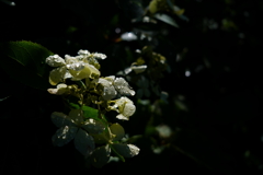 水も滴るいいお花