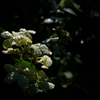 水も滴るいいお花