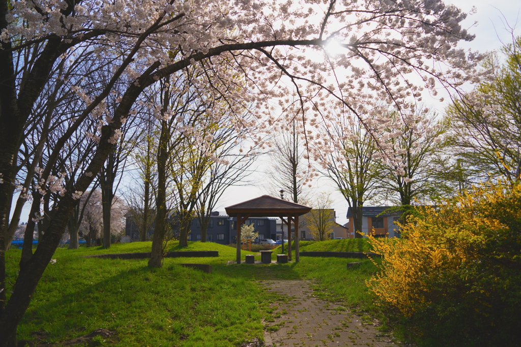 桜の公園散策