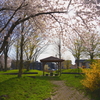 桜の公園散策