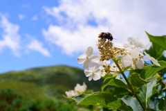 山の虫は繁忙期