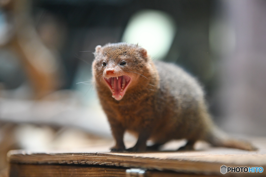 ぼくはつよいんだぞ！！