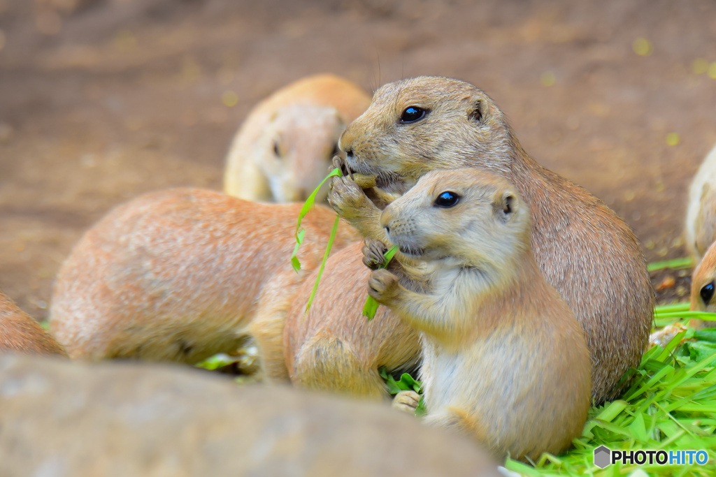 無心でもぐもぐ…これってもしや、