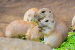 無心でもぐもぐ…これってもしや、