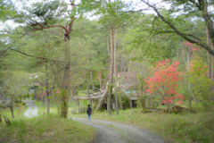 湿原の遊歩道