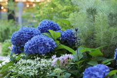 植え込みの紫陽花