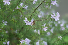 蜜を集める