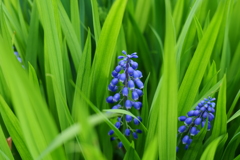青い花