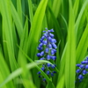 青い花