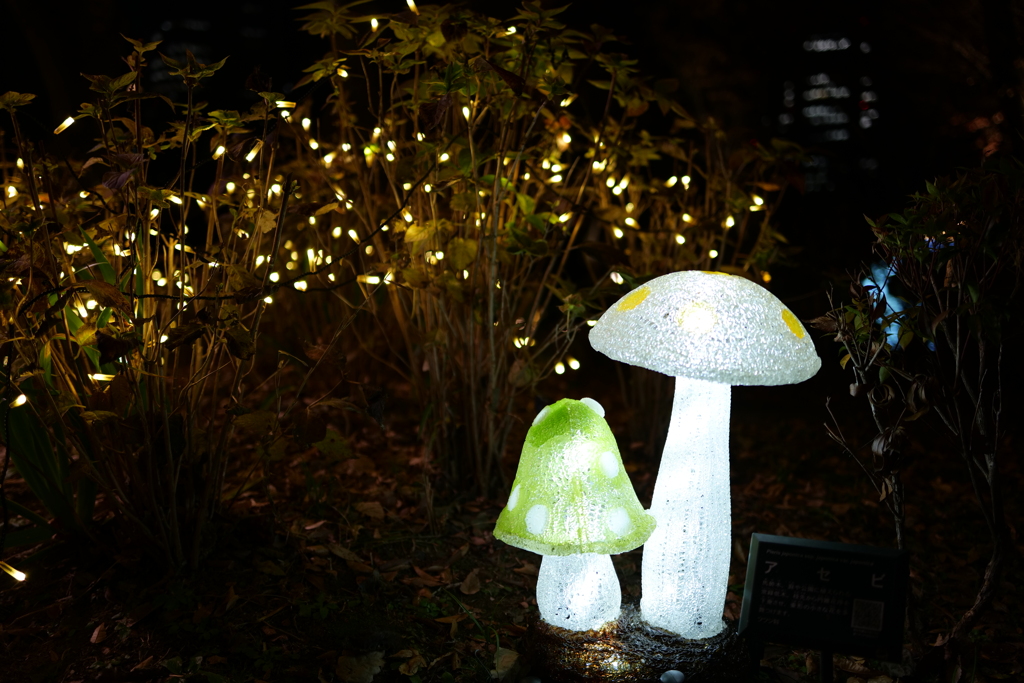 イルミネーション