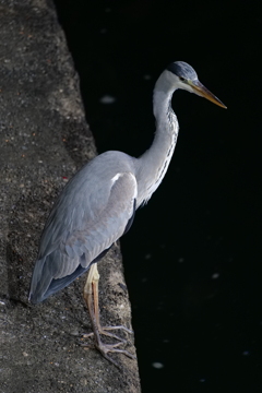 都会のアオサギ