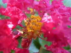 百日紅の花
