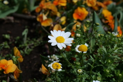 カンシロギクの花