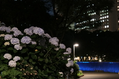 新宿の紫陽花