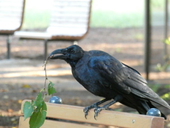 公園のカラス