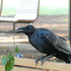 公園のカラス