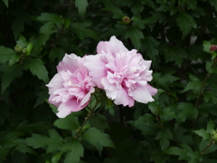 ムクゲの花