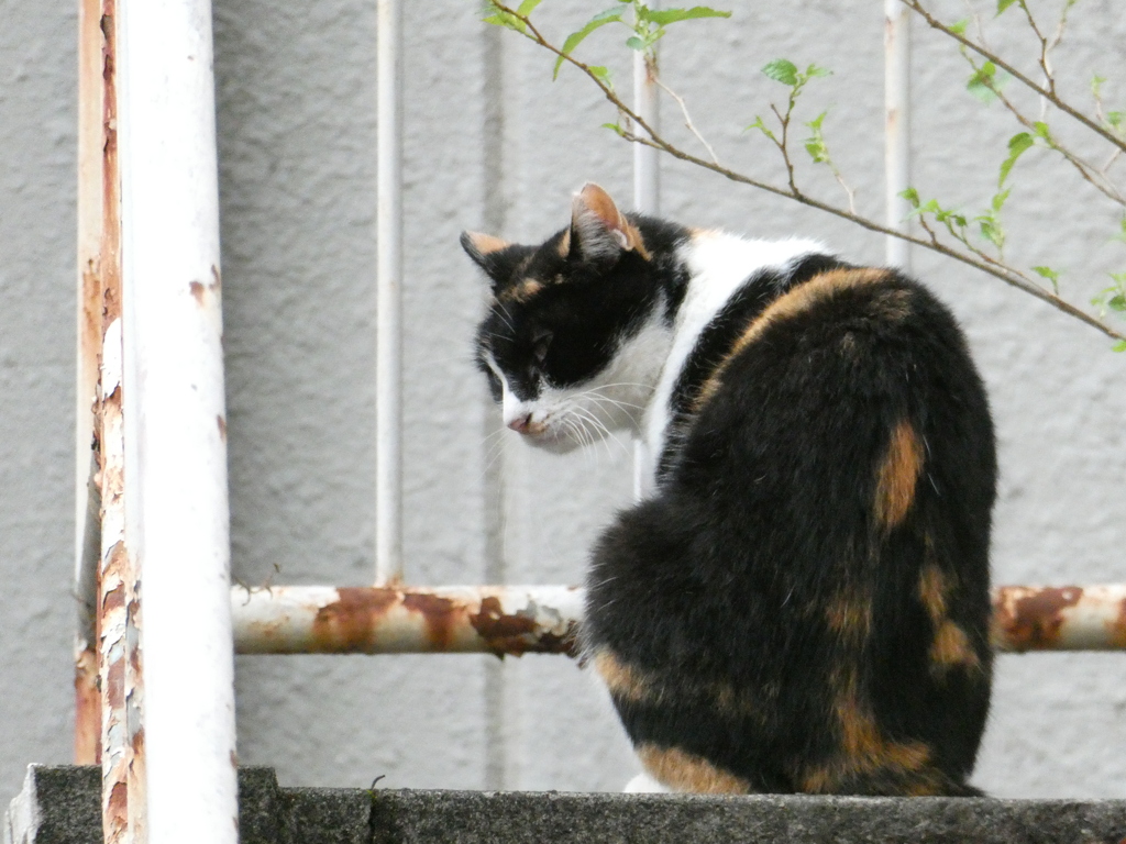 三毛猫